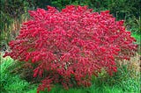 The Fiery Foliage : Unveiling the Story of Burning Bush Euonymus alatus