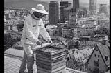The Buzz on Urban Beekeeping: Why It Won’t Save the Bees