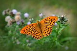 A Flagship Species Isn’t Always A Good Thing