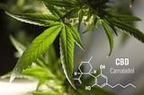 Study Finds Cannabis Compounds Prevent Infection By Covid-19 Virus