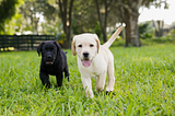 Southeastern Guide Dogs has Adorable Puppies and They Want YOU to Raise Them