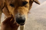 Story of a Street Dog