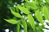 Top 10 Health Benefits of Neem Leaves You Need to Know