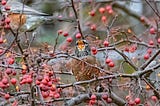 Robins are a Stout, Rambling Whirlwind of a Bird