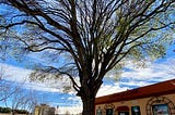 Trees on the Edge