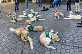 Several yellow labs, a few golden retrievers and two black labs lay calmly in green puppy vests on a stone patio