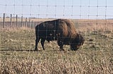 Why National Bison Day is Important