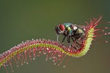 Green leaf, covered in pink tentacles tipped with dew drop-like secretions, wraps around a fly.