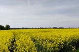 Ominous quietness of an open field