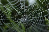 A spider’s web with water droplets. Photo by Michael Podger on Unsplash