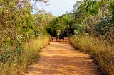 A Forest in the Desert