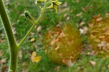 The Fruit Ripens When It Is Time