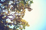 looking up at the branches of a beautiful oak tree against a blue sky