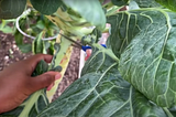 When To Harvest Collards: A Guide for Home Gardeners