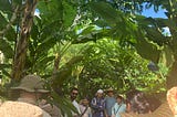 Syntropic Agroforestry
