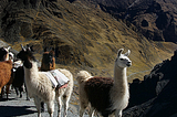 Sharing the trail, La Paz region, Bolivia