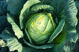 Photo of a head of cabbage.