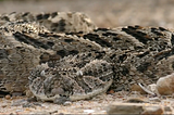International Snakebite Awareness Day: “I’d never seen anything like it”