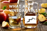 What are Vinegar Eels?