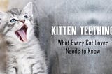 Kitten Teething: What Every Cat Lover Needs to Know