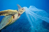 How Poor Recycling Habits Leads to A Marine Life Massacre