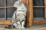 Cats Of Istanbul