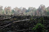 Open Source and Deforestation