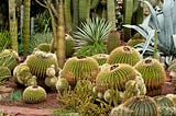 An Admiring Golden Barrel Cactus