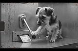🐶 Dog Treat Financing: Operant Conditioning meets UA Funding