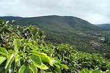Tracing the Journey of Vietnamese Coffee: From Beans to a Cup