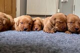 Stunning Dark Fox Red Labrador Puppies