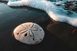 Image of a sand dollar in front of a languid wave of foam.