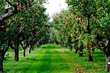 The Splendor of Apple Trees