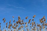 Like wheat stalks in the wind