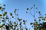 photo of wildflowers by writer