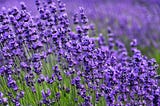 A field of lavender flowers.