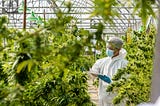 A Guide to Good Manufacturing Practice: Everything You Need To Know About Meeting Medical Cannabis…