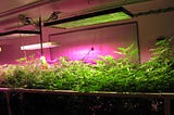 What is contained in a plant growth lamp?