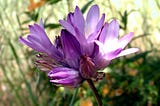 Northern California Wildflowers (I)