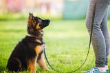 Why Puppy School is Important For Young Puppies