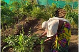 Akkabai Raju Gaikwad (wife of Raju) plucking the farm produce