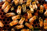 Colony Collapse Disorder And Counterfeit Honey