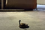 Homeless in land of plenty