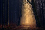 Yellow lights between trees —  Golden forest pathway