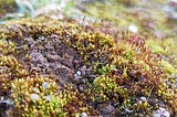 The First Day of Spring in the Gdańsk Forest