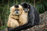 Consensual Hugging