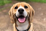 A picture of a cute dog smiling at the camera