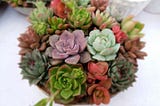 How to care for succulents