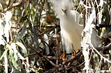 Young snowy egret in a Eucalyptus tree.