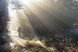 A person walking in the forest. Image by canva